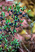 la Riserva Naturale di Monte Rufeno, Mirto